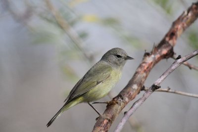 Orange-crowned warbler