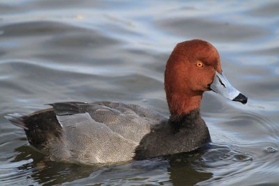 Redhead