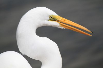 Great Egrets