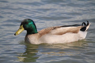 Mallard