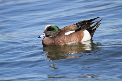 American wigeon