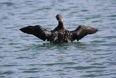 Common loon