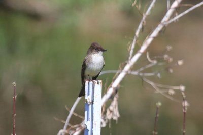 Eastern phoebe