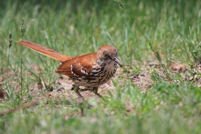 Brown thrasher