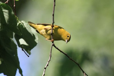 Yellow warbler(female)