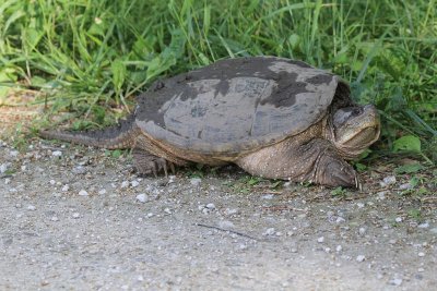 Snapping turtle