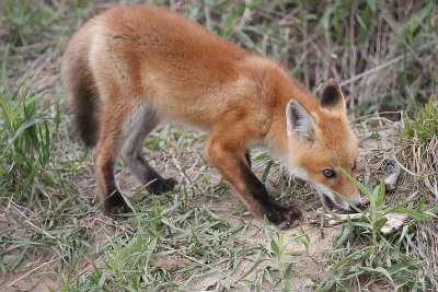 Red Fox Kit