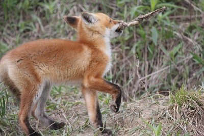 Red Fox Kit