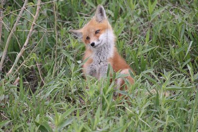 Red Fox Kit