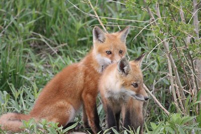Red Fox Kits