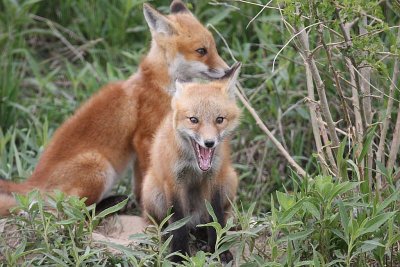Red Fox Kits