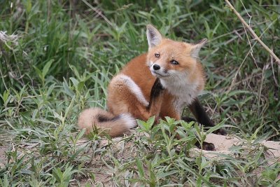 Red Fox Kit