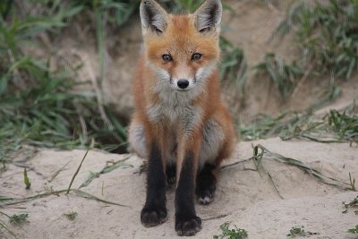 Red Fox Kit