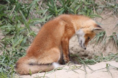 Red Fox Kit