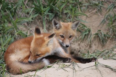 Red Fox Kits