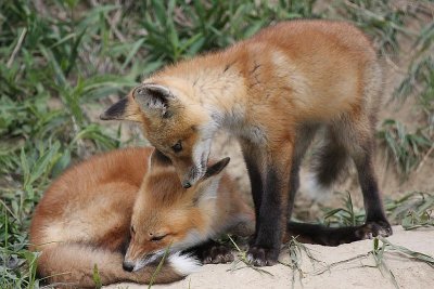 Red Fox Kits
