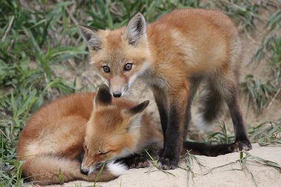 Red Fox Kits