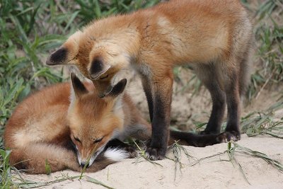Red Fox Kits