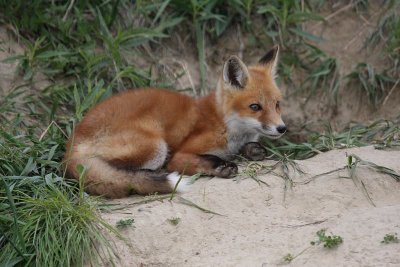 Red Fox Kit