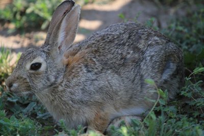 White-tailed rabbit