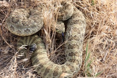 Rattlesnake