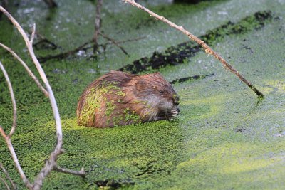Muskrat