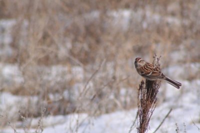 American Tree Sparrow