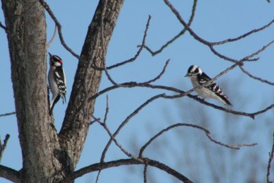 Downy Woodpeckers (male & female)