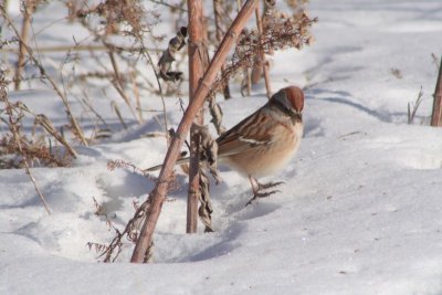 American tree sparrow