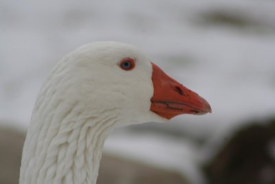 Domestic Goose