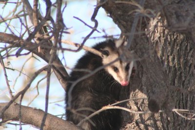 Opossum