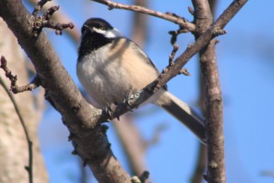 Black-capped Chickadee