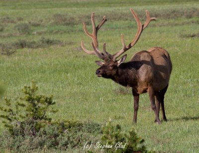 Bull Elk 6x5