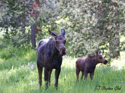 Cow Moose with Calf