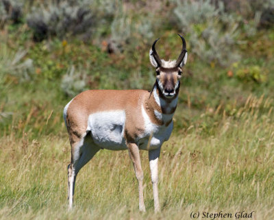 Pronghorn Antelope