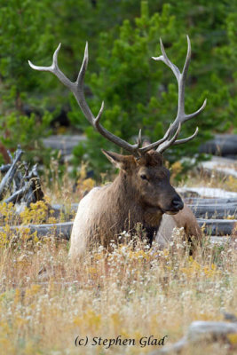 Bull Elk