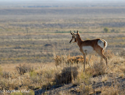 Pronghorn Antelope