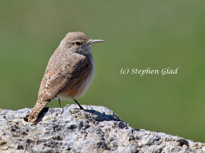 Rock Wren