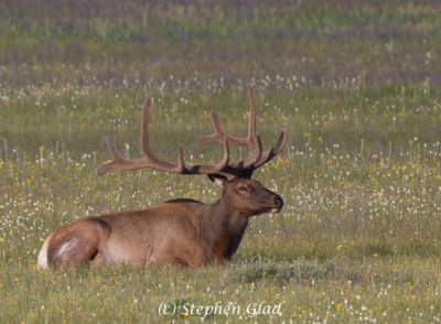 Bull Elk 6x6 in velvet
