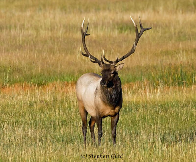 Bull Elk 6x6