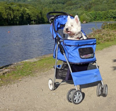Dolly in her trolley