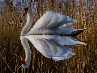 the swan