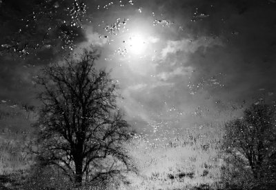 Tree reflections