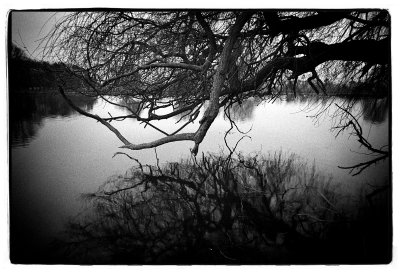 Reflection: The Willow
