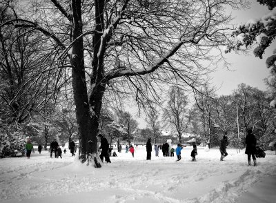 Snow in the park