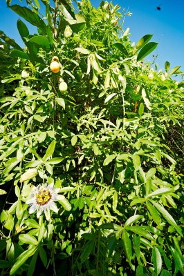 deep focus high passiflora caerulea