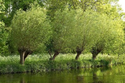 4willows