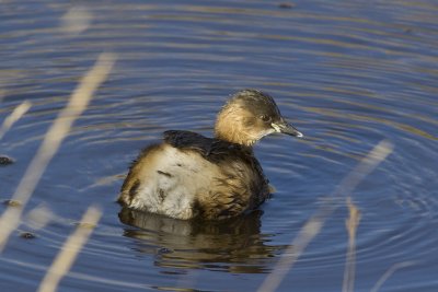 Little Grebe-3097.jpg