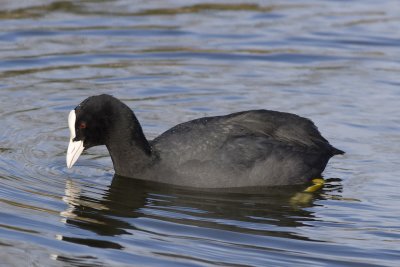 European Coot-3178.jpg