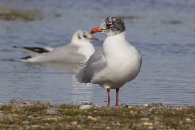 Mediteranean Gull-3269.jpg